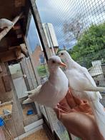 2 koppels lachduiven / tortelduifjes, Dieren en Toebehoren, Meerdere dieren