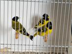 Zwartkopsijzen *Magellaan sijs), Dieren en Toebehoren, Vogels | Overige Vogels, Meerdere dieren, Tropenvogel, Geringd