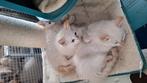 Ragdoll kittens, 3 katertjes zoeken een goude mandje, Dieren en Toebehoren, Katten en Kittens | Raskatten | Langhaar, Kater, Gechipt