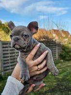 Franse bulldog nog 2 reutjes beschikbaar, Dieren en Toebehoren, Honden | Bulldogs, Pinschers en Molossers, Particulier, Rabiës (hondsdolheid)