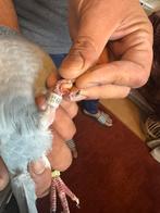 Mooi duiven, Dieren en Toebehoren, Vogels | Duiven, Vrouwelijk, Postduif