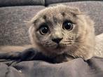 Cat to koopt, Dieren en Toebehoren, Katten en Kittens | Raskatten | Korthaar, Kater, Gechipt, 0 tot 2 jaar