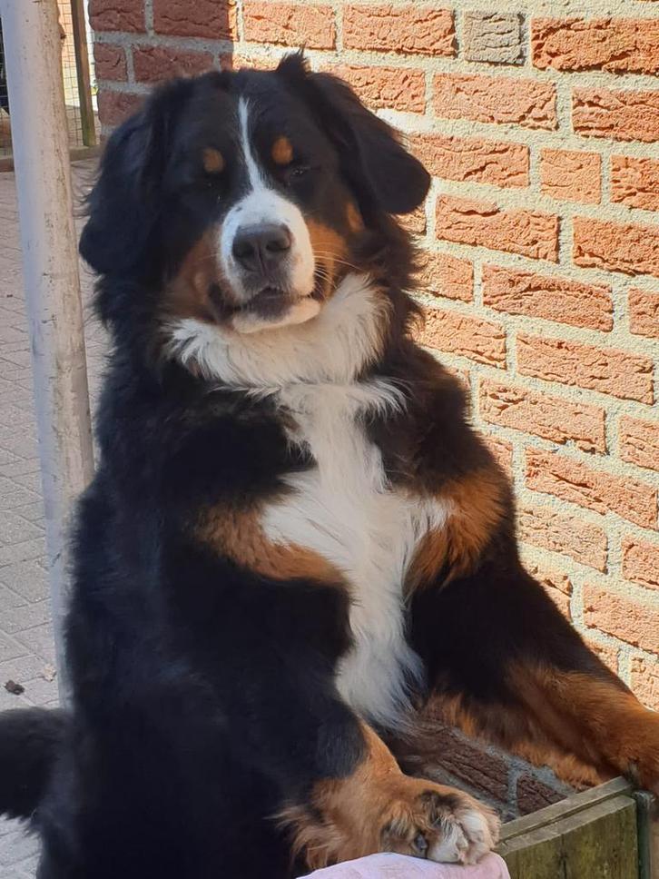 Oppas gezocht!, Diensten en Vakmensen, Dieren | Honden | Verzorging, Oppas en Les