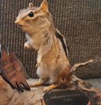 Taxidermie,Taxidermy Opgezette "Canadeese grondeekhoorn", Ophalen of Verzenden, Gebruikt, Wild dier, Opgezet dier