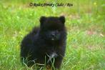 Pomsky pup met EPR stamboom., Reu, CDV (hondenziekte), 8 tot 15 weken, Poolhond