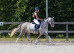 Talentvolle D pony, Merrie, Gechipt, Dressuurpony, Zadelmak