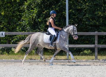Talentvolle D pony beschikbaar voor biedingen