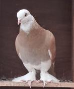 Gele West of Engeland doffer jong, Dieren en Toebehoren, Vogels | Duiven, Mannelijk, Postduif