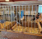 Kapoetsensijs, Meerdere dieren, Schaap