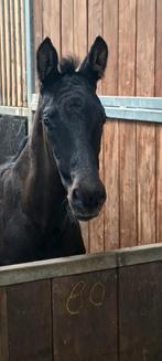 1e premie Hengstveulen Feliciano x Zonik x Ferro, Dieren en Toebehoren, Paarden, Hengst