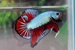 Betta - Dragon Long fin man - Koidream Valburg