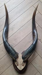 Kudu /Nyala Hoorns - Taxidermie, Ophalen of Verzenden