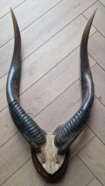Kudu /Nyala Hoorns - Taxidermie beschikbaar voor biedingen