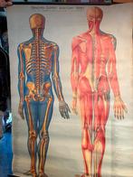 Anatomie Schilderij, Antiek en Kunst, Kunst | Schilderijen | Klassiek, Ophalen of Verzenden