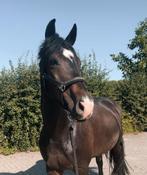Stalling & weidegang / pp gezocht