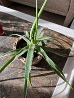 Aloe vera plant, Huis en Inrichting, Kamerplanten, Minder dan 100 cm, Halfschaduw, Ophalen