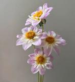 Dahlia knollen Teesbrooke Audrey, Ophalen of Verzenden, Volle zon, Knol