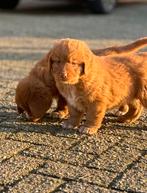 Nova scotia duck tolling retriever pups met RvB stamboom, Parvo, 8 tot 15 weken, Meerdere, Nederland