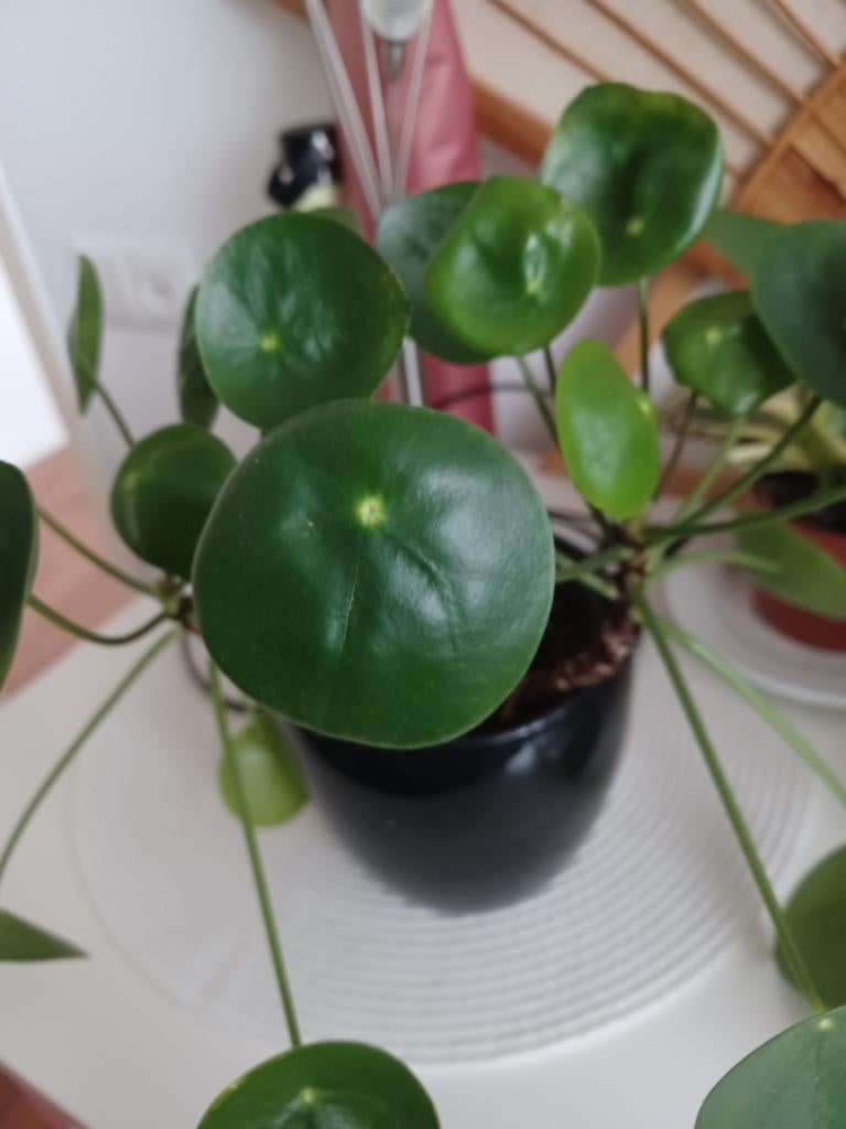 Pannenkoekenplant - Pilea Peperomioides, Huis en Inrichting, Kamerplanten, Ophalen, Overige soorten, Halfschaduw, In pot