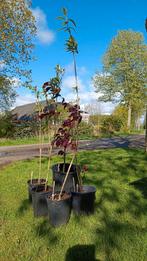 Tuinplanten en struiken, Minder dan 100 cm, Zomer, Overige soorten, Volle zon