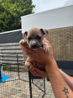 Laatste 2 pups (reutjes) zoeken gouden mandje, Overige rassen, 8 tot 15 weken, Meerdere, Meerdere dieren