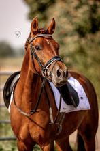 Meerdere leuke pony’s/paarden, Dieren en Toebehoren, Paarden, Minder dan 160 cm, B, Gechipt, 7 tot 10 jaar