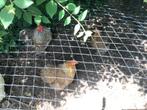 Haan en hennen cochin kriel, Dieren en Toebehoren, Pluimvee, Meerdere dieren, Kip