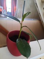 Jonge Rubberplant (Ficus Elastica) in Pot, Ophalen, Ficus, Halfschaduw, In pot
