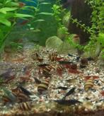 Helena slakken / slaketende slak, Dieren en Toebehoren, Vissen | Aquariumvissen, Slak of Weekdier, Zoetwatervis