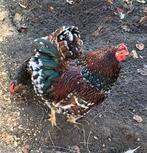 Prachtige Wyandotte roodporselein, Dieren en Toebehoren, Mannelijk, Kip