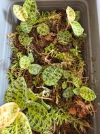 Jewel orchid stek, Huis en Inrichting, Ophalen of Verzenden