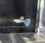 Cherry purple grass guppy + gratis garnalen, Vis