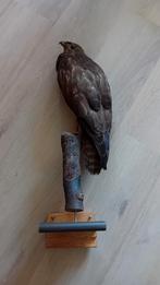 opgezette vogels, Ophalen, Vogel, Opgezet dier