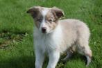 Border collie pups 💖💖💖, Dieren en Toebehoren, België, Rabiës (hondsdolheid), 15 weken tot 1 jaar, Collie