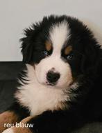 Lieve, mooie berner sennen pups, Reu, CDV (hondenziekte), Meerdere, Nederland