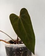 Anthurium Blue Papillilaminum x Red Vein Dark Phoenix (RVDP), Ophalen of Verzenden, Overige soorten, Minder dan 100 cm