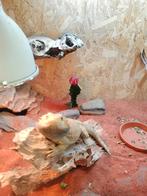 Baardegaam met terrarium., Dieren en Toebehoren, Reptielen en Amfibieën | Toebehoren, Ophalen, Zo goed als nieuw, Overige typen