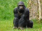 Beeld Gorilla - 50 cm - Polystone, Ophalen of Verzenden, Nieuw, Kunststof, Dierenbeeld