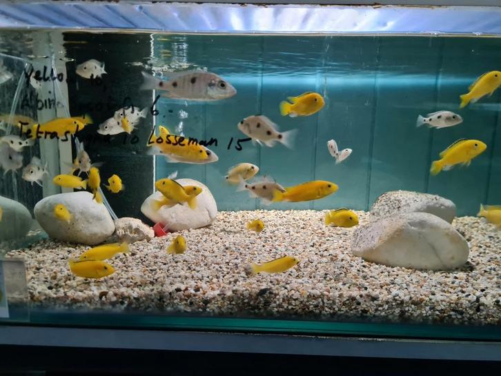 Labidochromis Caeruleus Yellow Malawi Cichliden, Dieren en Toebehoren, Vissen | Aquariumvissen, Zoetwatervis, Vis