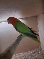 Tekoop 1 jonge agapornis fischeri, net zelfstandig., Geslacht onbekend, Dwergpapegaai of Agapornis