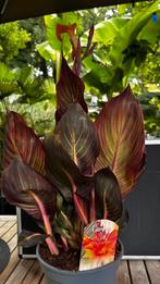 Canna Canova, Ophalen, Zomer, Volle zon