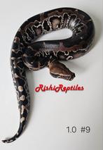 1.0 Python Curtus, Sumatra shorttail python het.T+ caramel, Dieren en Toebehoren, Reptielen en Amfibieën