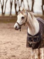 Jonge nuchtere ruin, Dieren en Toebehoren, Paarden, Met stamboom, Minder dan 160 cm, Ruin, 3 tot 6 jaar