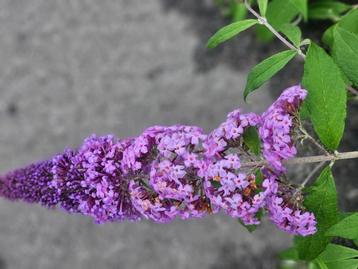 Onbespoten Bio-geteelde Vlinderstruiken Buddleja beschikbaar voor biedingen