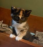 Noorse boskat/ragdoll Poesje lapjes meisje 3- drie-kleur, Poes, Ontwormd, 0 tot 2 jaar