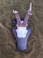 Reebokgewei op houten schild met vergroeide stangen., Verzamelen, Dierenverzamelingen, Verzenden, Gebruikt, Hert, Gewei of Kop