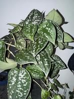 Scindapsus Hangplant/Klimplant kamerplant, Ophalen, Overige soorten, Halfschaduw, In pot