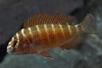 Tropheus Moorii Moliro 8 stuks, Dieren en Toebehoren, Vissen | Aquariumvissen, Vis, Zoetwatervis, Schoolvis