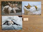 Set 12 3 KATTEN kaarten postcrossing nieuw, Verzamelen, Ansichtkaarten | Dieren, Ophalen of Verzenden, 1980 tot heden, Hond of Kat