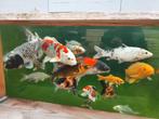 19 Japanse kois ivm stoppen hobby, Dieren en Toebehoren, Vissen | Vijvervissen, Karper of Koi